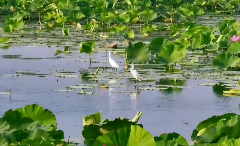 白洋淀：&ldquo;新密碼&rdquo;解鎖&ldquo;新生態(tài)&rdquo;